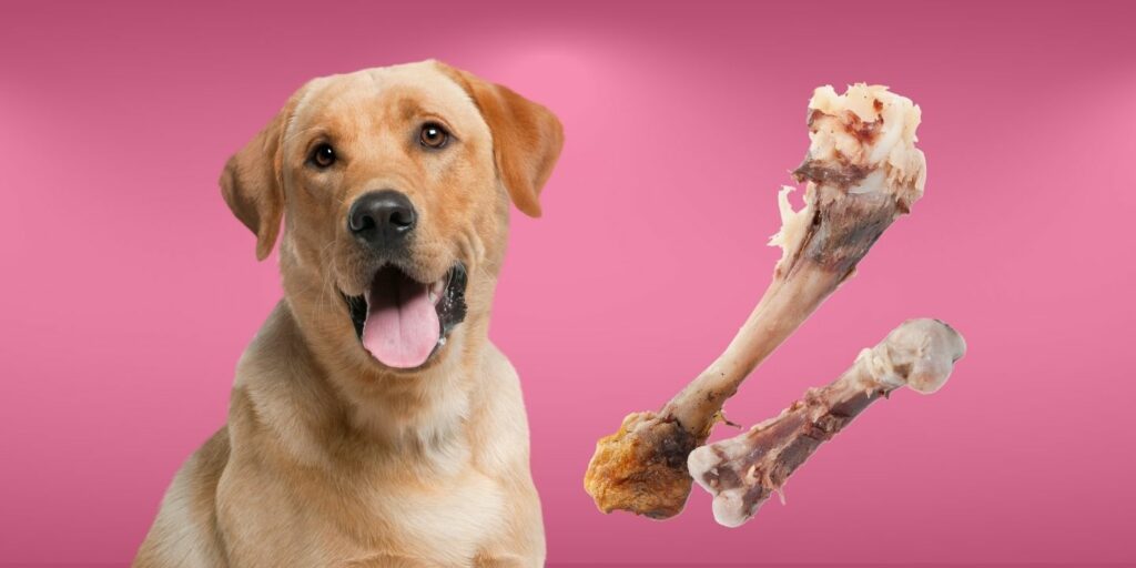 Can Dogs Eat chicken bones?