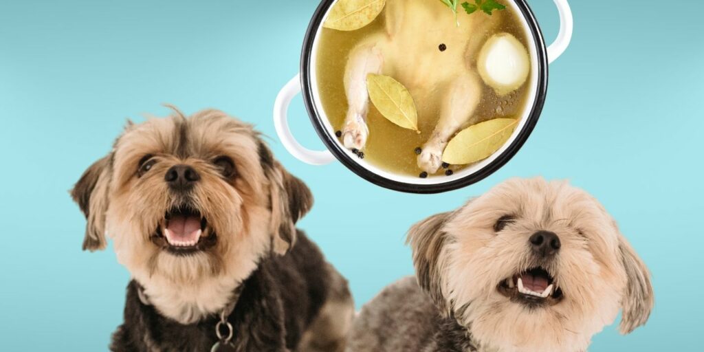 Can Dogs Eat chicken broth?
