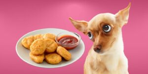 Can Dogs Eat chicken nuggets?