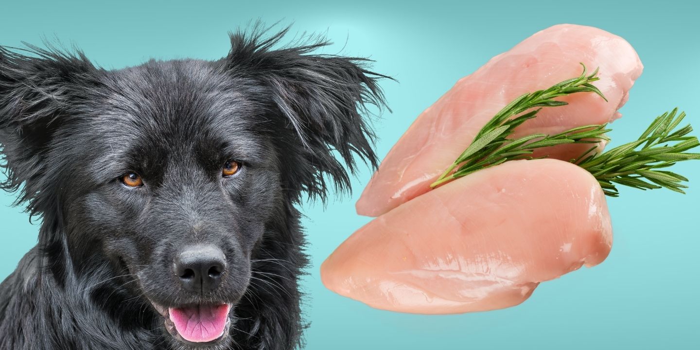 Can Dogs Eat Chicken? A Comprehensive Guide