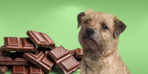 Can Dogs Eat chocolate?