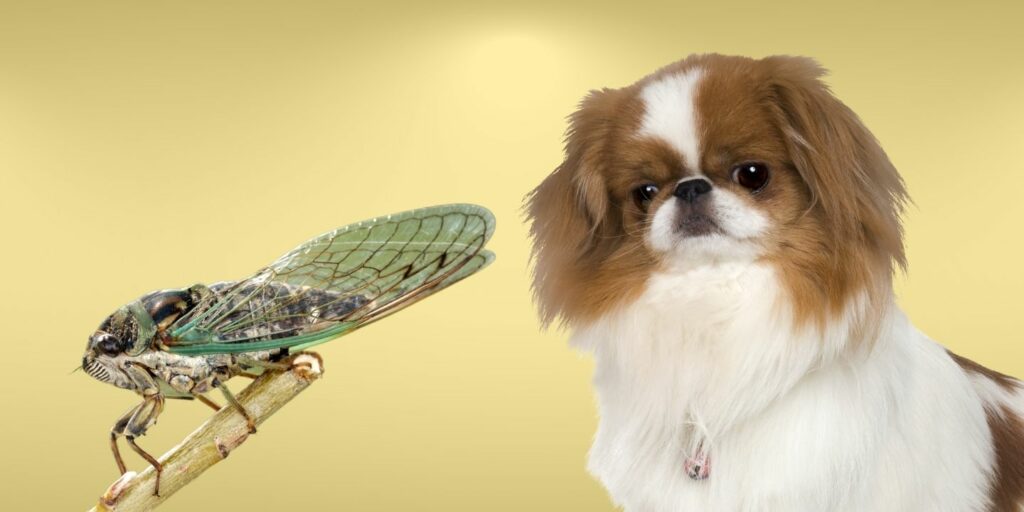 Can Dogs Eat cicadas?