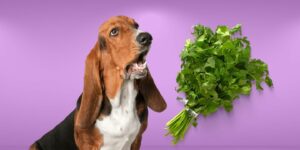 Can Dogs Eat cilantro?