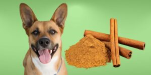 Can Dogs Eat cinnamon?