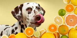 Can Dogs Eat citrus?