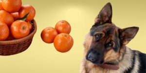 Can Dogs Eat clementines?