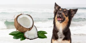 Can Dogs Eat coconut?