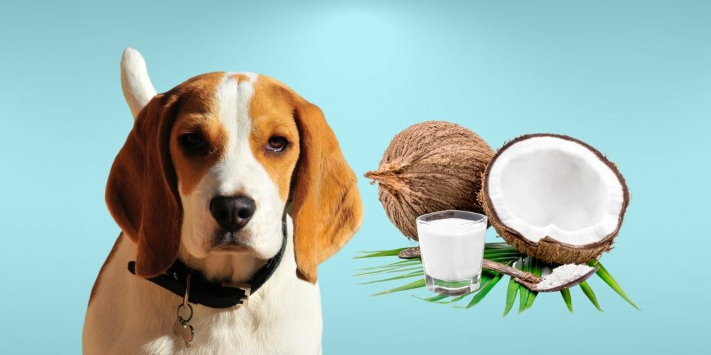 Can Dogs Eat coconut milk?