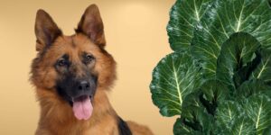 Can Dogs Eat collard greens?