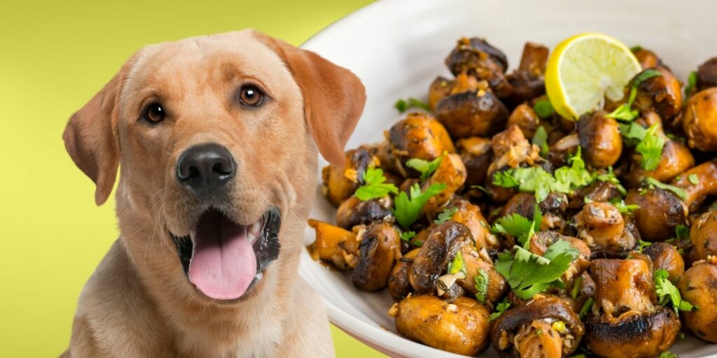 Can Dogs Eat cooked mushrooms?