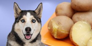Can Dogs Eat cooked potatoes?