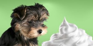 Can Dogs Eat cool whip?