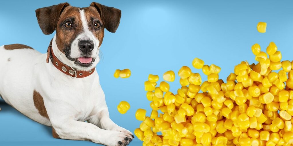 Can Dogs Eat corn?
