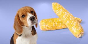 Can Dogs Eat corn cobs?