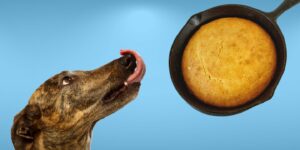 Can Dogs Eat cornbread?