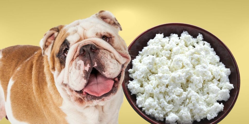 Can Dogs Eat cottage cheese?