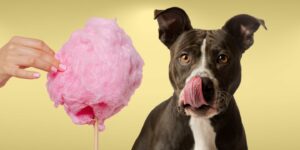 Can Dogs Eat cotton candy?