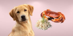 Can Dogs Eat crab?