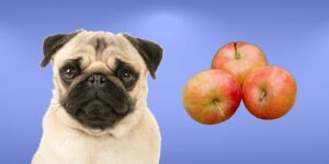 Can Dogs Eat crab apples?