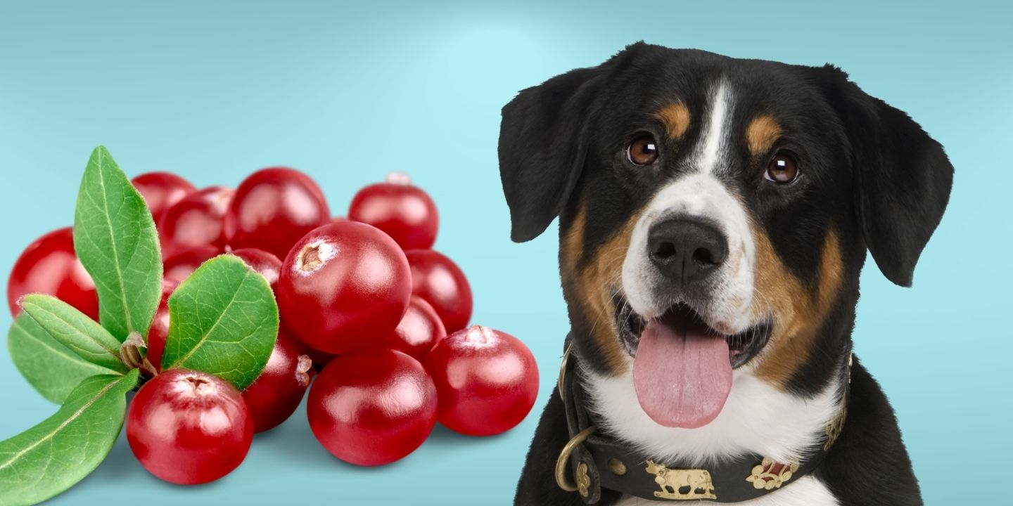 Can Dogs Eat Cranberries? The Dos and Don'ts