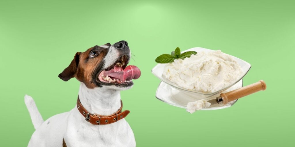 Can Dogs Eat cream cheese?