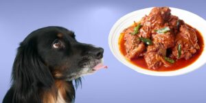 Can Dogs Eat curry?