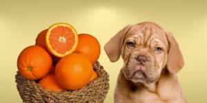 Can Dogs Eat cutie oranges?