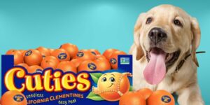 Can Dogs Eat cuties?