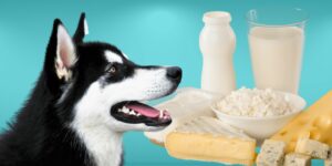 Can Dogs Eat dairy?