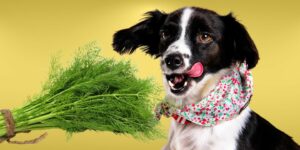 Can Dogs Eat dill?