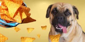 Can Dogs Eat doritos?
