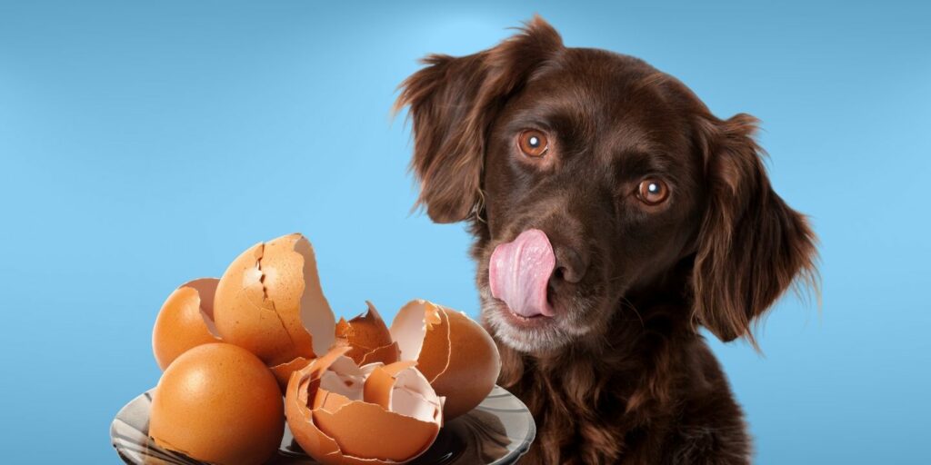 Can Dogs Eat egg shells?