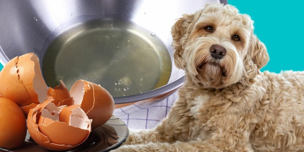 Can Dogs Eat Egg Yolk? The Dos and Don'ts