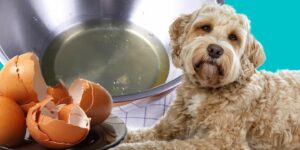 Can Dogs Eat egg whites?