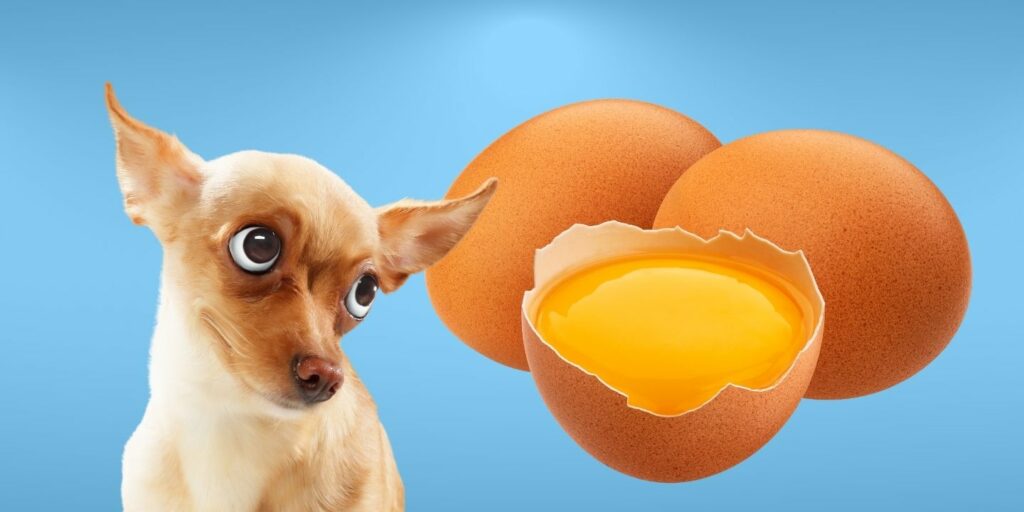 Can Dogs Eat egg yolk?