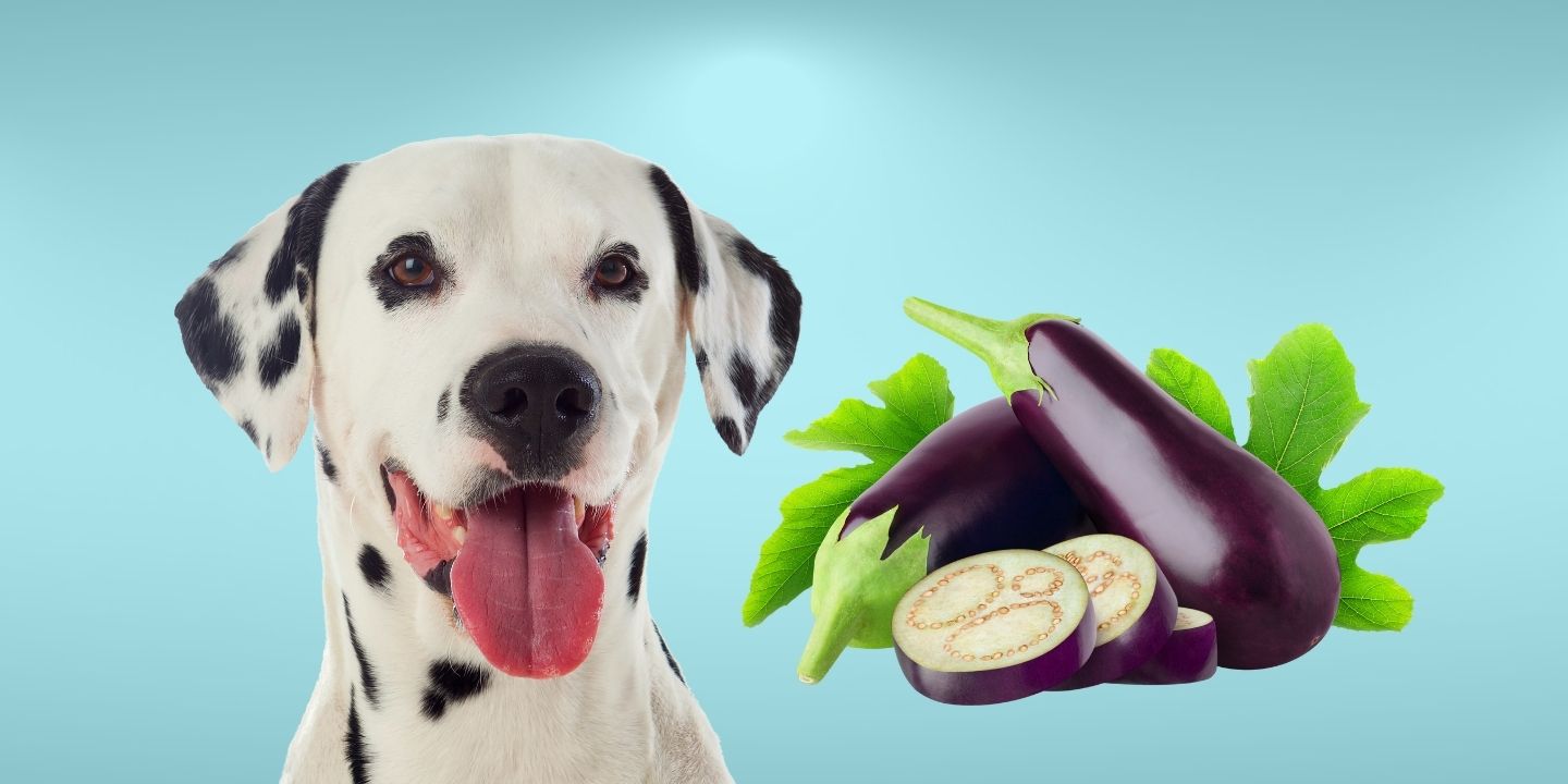 Can Dogs Eat Eggplant? A Comprehensive Guide