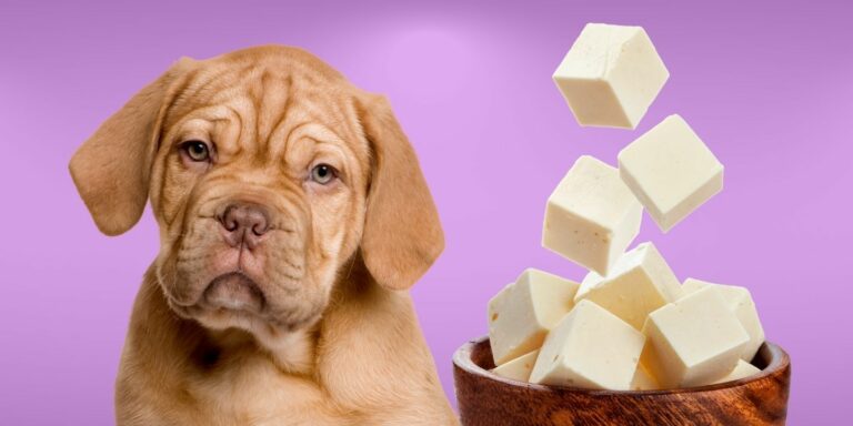 Can Dogs Eat Cottage Cheese? Pros & Cons - Can Dogs Eat Apple Butter With Cottage Cheese