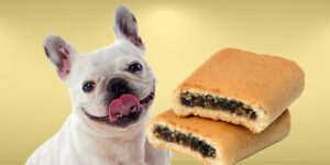 Can Dogs Eat fig newtons?