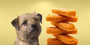 Can Dogs Eat fish sticks?