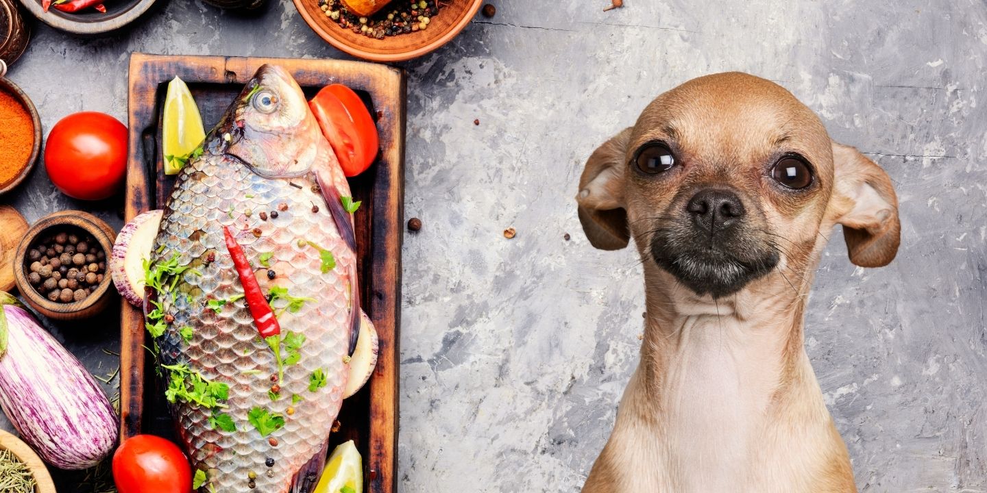 what kinds of fish can dogs eat