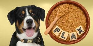 Can Dogs Eat flax seeds?