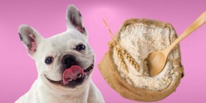 Can Dogs Eat flour?