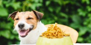Can Dogs Eat french fries?