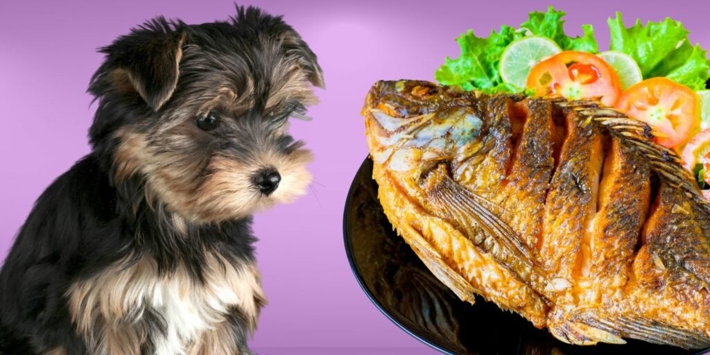 Can Dogs Eat Sardines? The Dos and Don'ts