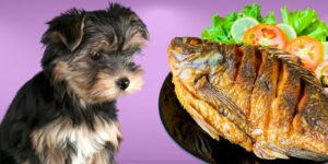 Can Dogs Eat fried fish?