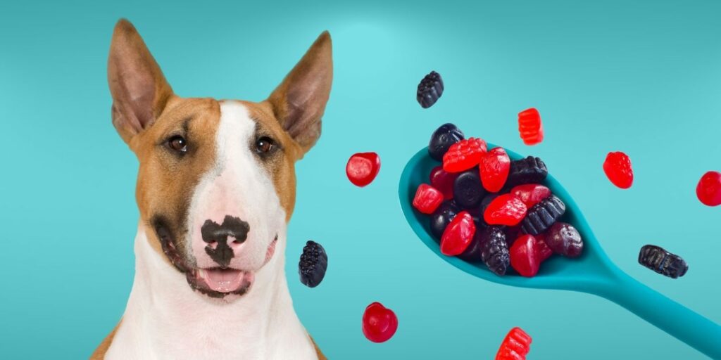 Can Dogs Eat fruit snacks?