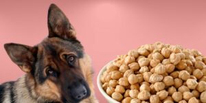 Can Dogs Eat garbanzo beans?