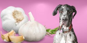 Can Dogs Eat garlic?