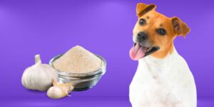 Can Dogs Eat garlic powder?