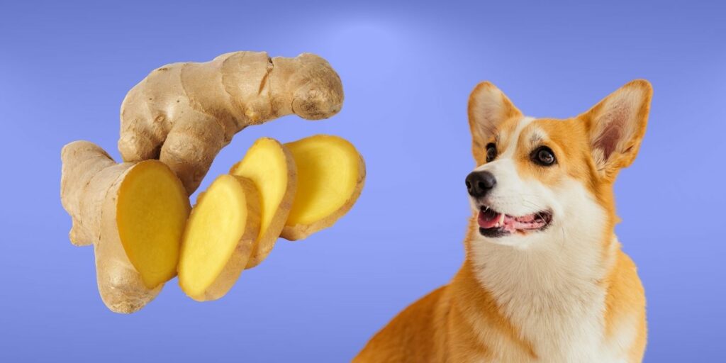 Can Dogs Eat ginger?